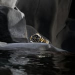 HydroConquest
